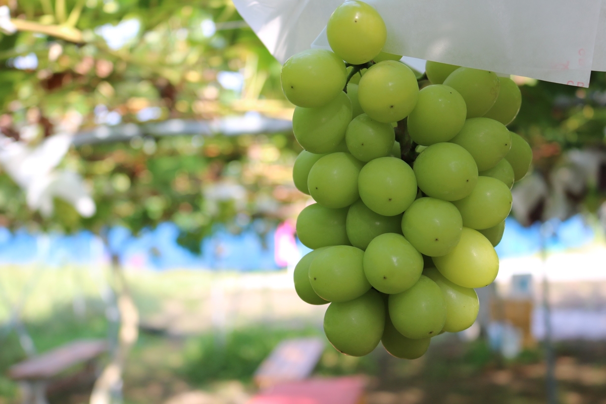 NB-2 皮ごとシャインマスカット 約2kg | 王将果樹園